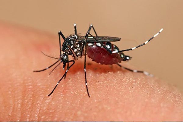 ES receberá vacina para dengue